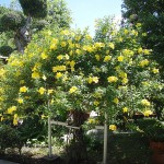 Allamanda cathartica