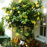 Allamanda cathartica