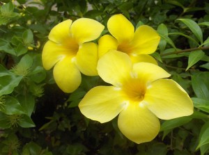 Allamanda cathartica flowers