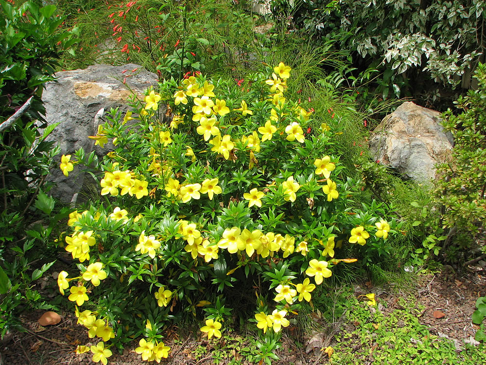 Plants Flowers Allamanda Cathartica