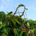 Cissus antarctica