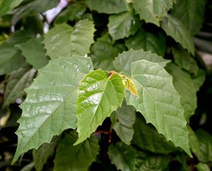 Cissus antarctica