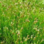 Eleocharis acicularis - flowers