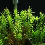 Rotala rotundifolia