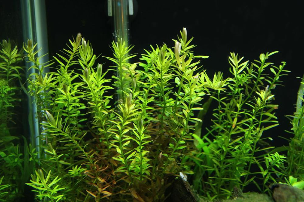 rotala indica red