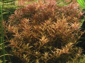 Rotala rotundifolia