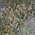 Rotala rotundifolia