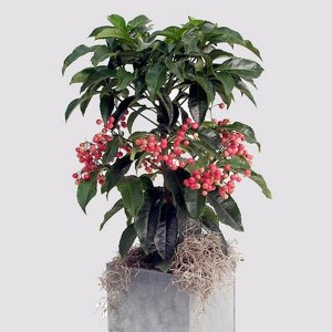 Ardisia crenata