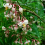 Ardisia crenata flowers