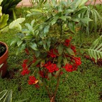 Ardisia crenata