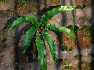 Asplenium scolopendrium 