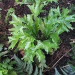 Asplenium scolopendrium 