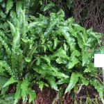 Asplenium scolopendrium 