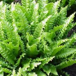 Asplenium scolopendrium Crispum