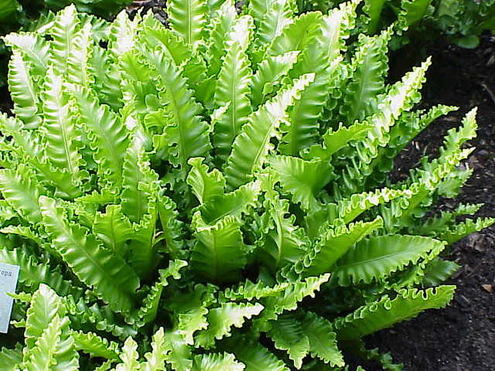 Asplenium scolopendrium Crispum