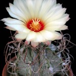 Astrophytum capricorne