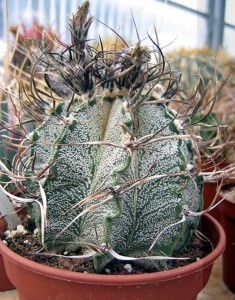 Astrophytum capricorne