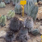 Astrophytum capricorne