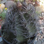 Astrophytum capricorne