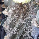 Astrophytum capricorne