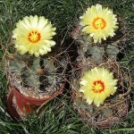 Astrophytum capricorne