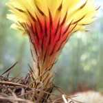 Astrophytum capricorne flower