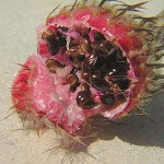 Astrophytum capricorne fruit & seed