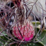 Astrophytum capricorne fruit