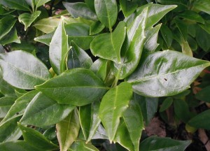 Aucuba japonica