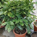 Aucuba japonica cv. Crotonifolia