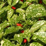 Aucuba japonica cv. Crotonifolia fruits