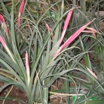 Billbergia nutans