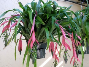 Billbergia nutans