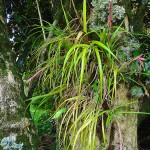 Billbergia nutans