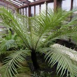 Blechnum gibbum