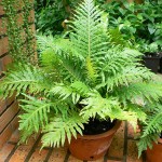 Blechnum gibbum