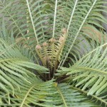 Blechnum gibbum