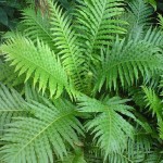 Blechnum gibbum