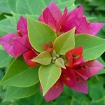 Bougainvillea glabra