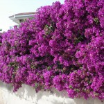 Bougainvillea glabra