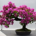 Bougainvillea glabra