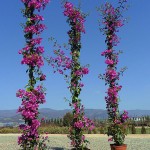 Bougainvillea glabra