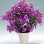 Bougainvillea glabra