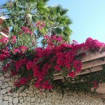 Bougainvillea glabra