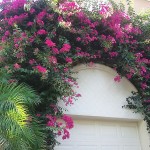 Bougainvillea glabra