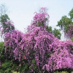 Bougainvillea glabra