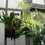 Brassia verrucosa 