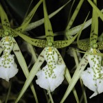 Brassia verrucosa 