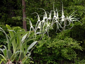 Brassia verrucosa