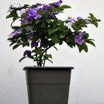 Brunfelsia pauciflora